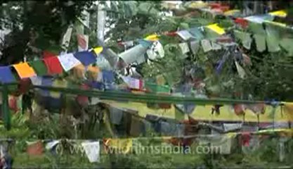 bhutan-thimphu-dochula-7.flv