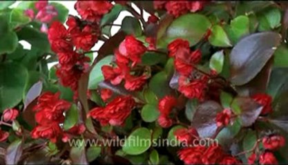 bhutan-thimphu-flower-3.flv