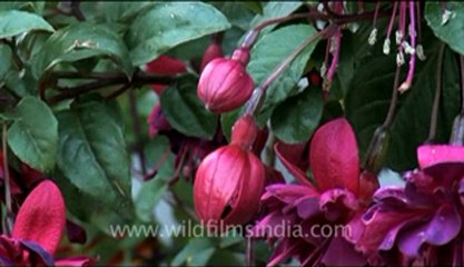 bhutan-thimphu-flower-4.flv
