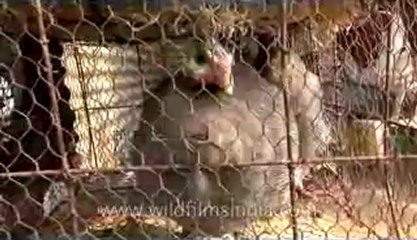 bihar-sonepur fair-hdv-269-24.flv