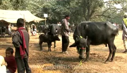 bihar-sonepur fair-hdv-269-8.flv