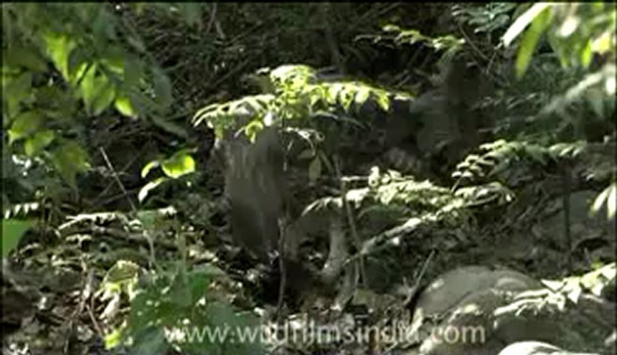 birds-crestedhawkeagle-1-2-DVD-108.flv
