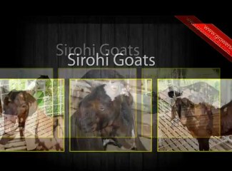 Shirogi Goat Farms