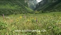 blinkx-Valley of flowers-hdv-4-11.flv