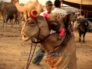 camels-MPEG-4 800Kbps.flv