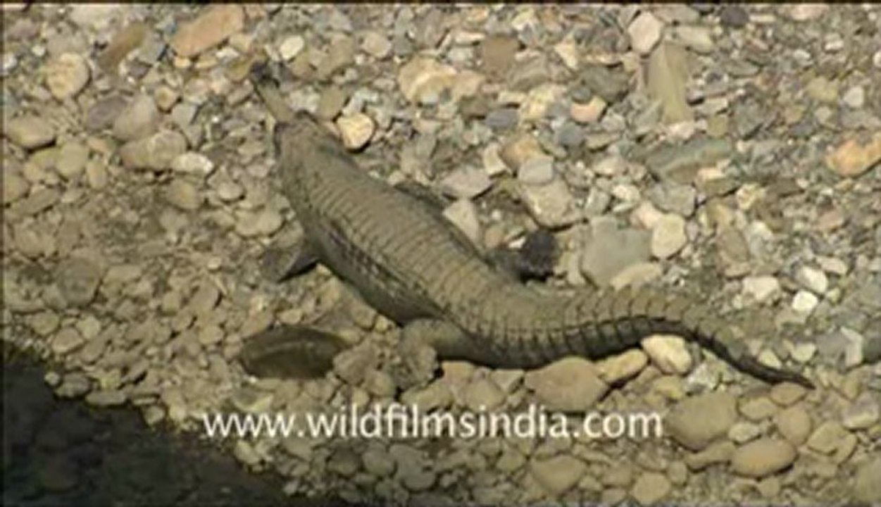 corbett HDC 58 -5.flv