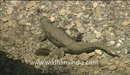 corbett HDC 58 -5.flv