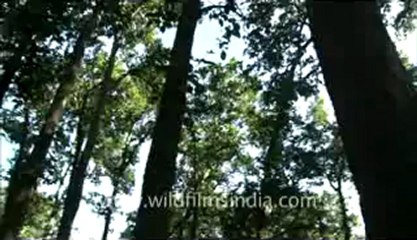 corbett-hdc-58-10.flv