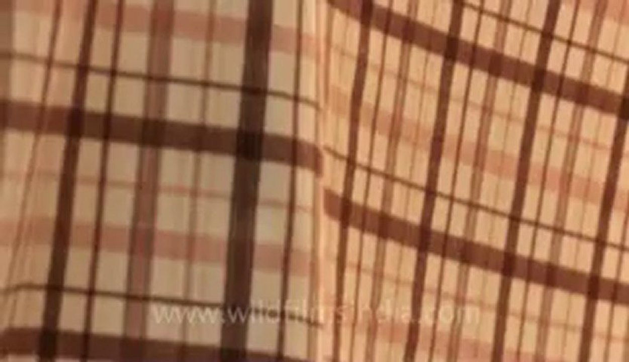 cotton cloth-3.flv