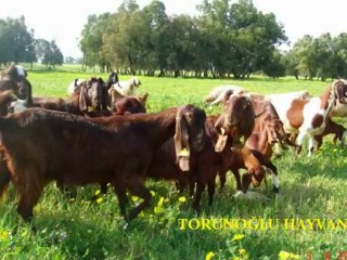 halep kecisi ciftlikler,ihalep kecisi fiyatları