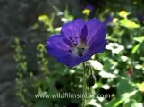 flora wildflowers-1-1.flv