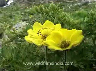 flora wildflowers-3-1.flv