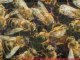 Arı otu tohumuicesitleri,Garantılıdir arı otu tohumu,Arı otu tohumu ne zaman ekilir
