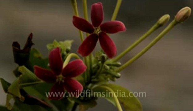 indonesia-bail-rice field-mvi-5489.flv