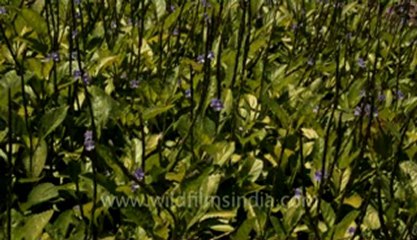 indonesia-bali-ulluwatu beach 3.flv