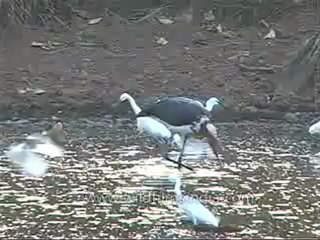 kanha-birds-mdv-542-16.flv