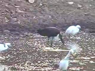 kanha-birds-mdv-542-17.flv