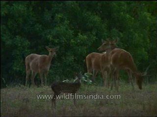 kanha-deer-mdv-567-6.flv