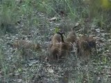 kanha-dhole-mdv-543-32.flv