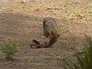 kanha-jackal-mdv-543-12.flv