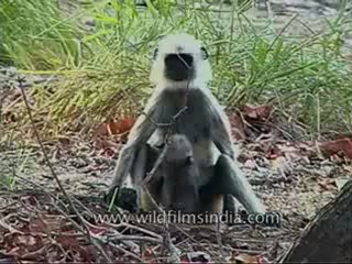 kanha-langur-mdv-543-33.flv