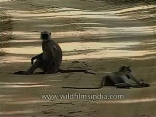 kanha-langur-mdv-543-34.flv