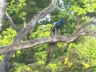 kanha-peacock-mdv-542-21.flv