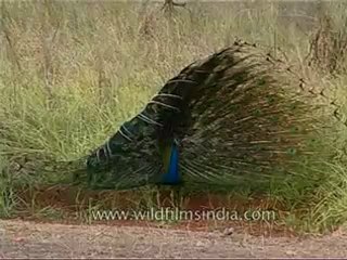 kanha-peafowl-mdv-543-25.flv
