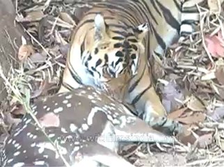 kanha-tiger-mdv-540-10.flv