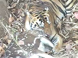 kanha-tiger-mdv-540-11.flv