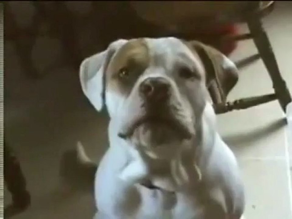 Komik Hayvanlar Ücretsiz oyunlar 0 Perikizi.Net