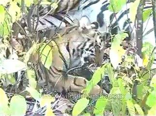 kanha-tiger-mdv-540-14.flv