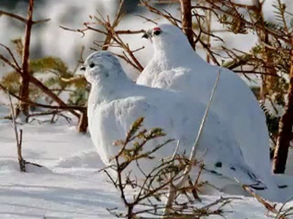 İKİ KEKLİK BİR KAYADA ÖTÜYOR türkü_2 Perikizi.Net