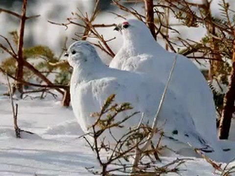 İKİ KEKLİK BİR KAYADA ÖTÜYOR türkü_2 Perikizi.Net