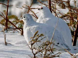 İKİ KEKLİK BİR KAYADA ÖTÜYOR türkü_0 Perikizi.Net