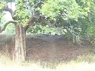 kanha-tiger-mdv-540-7.flv