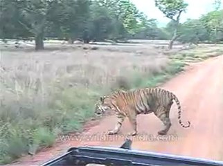 kanha-tiger-mdv-540-9.flv