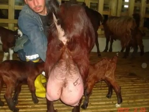 Halep kecisi satılık,Halep keci birlikleri,Halep kecisi fiyatları