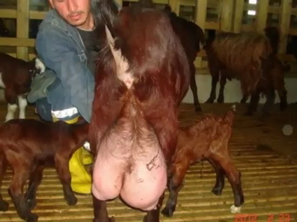 Halep kecisi satılık,Halep keci birlikleri,Halep kecisi fiyatları