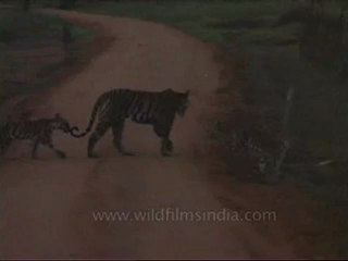 kanha-tiger-mdv-542-10.flv