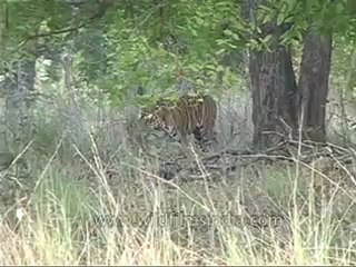 kanha-tiger-mdv-542-12.flv