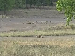 kanha-tiger-mdv-542-3.flv