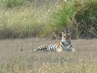 kanha-tiger-mdv-542-4.flv