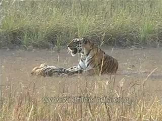 kanha-tiger-mdv-542-6.flv