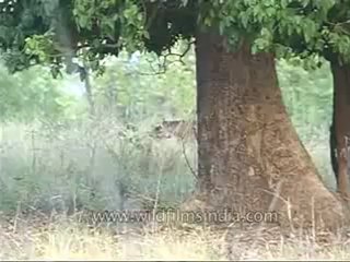 kanha-tiger-mdv-542-8.flv