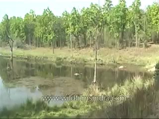 kanha-tiger-mdv-543-1.flv