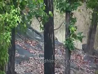 kanha-tiger-mdv-543-10.flv