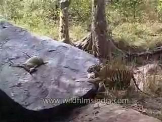 kanha-tiger-mdv-543-13.flv