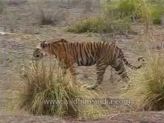 kanha-tiger-mdv-543-17.flv