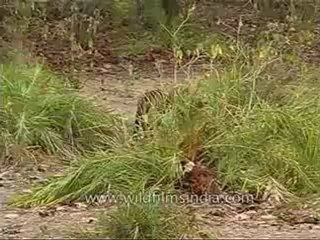 kanha-tiger-mdv-543-18.flv
